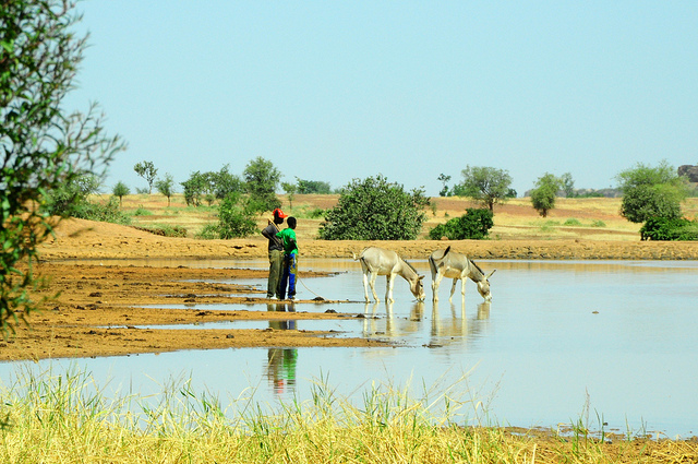 Cattle drinking from the nearby dam. Photo: P. Casier (CGIAR). 