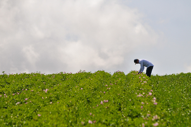 Work for the CGIAR's Roots, Tubers & Bananas Research Program in East Africa. Photo Neil Palmer (CIAT)