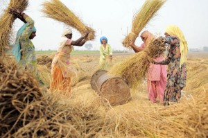 Pic by Neil Palmer (CIAT). Rice threshing, near Sangrur, SE Punjab, India.