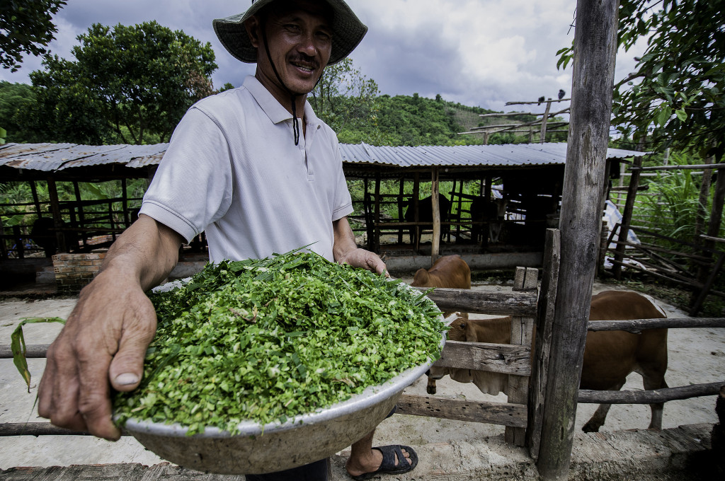 Improved forages can help boost beef production. Climate-smart agriculture practices, like these, are making headway in the climate and development policy arena. Photo: G. Smith (CIAT) 