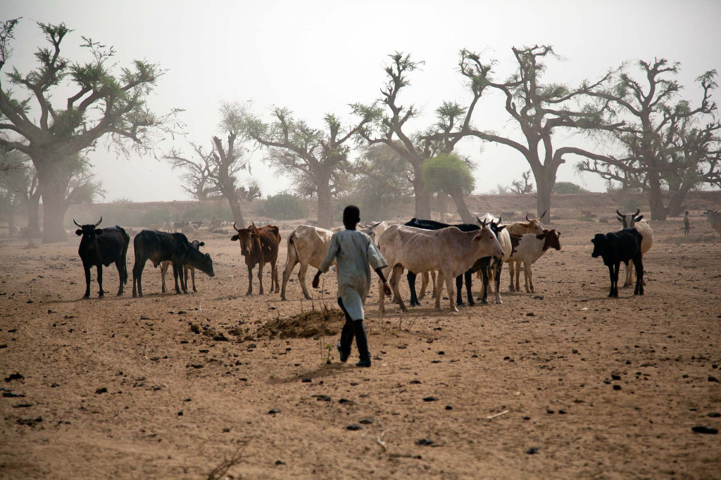 A study looks at a warming climate correlates with increasing conflicts in Sudan and South Sudan. In the photo: a boy watching cattle. Photo:  UNAMID