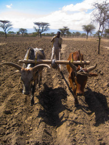 Ethiopian farmer plowing field with oxen © 2009 David Spielman/IFPRI