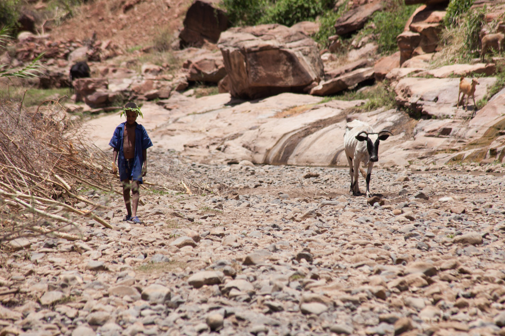 New paper reviews country experiences from using farm safety nets and insurance programs to help farmers reduce drought-related risks. Photo:  ILRI\Z.Sewunet