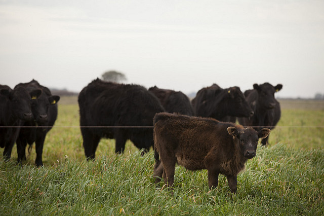 Cattle grazing in Bahia Blanca, Argentina.   Credit: Milo Mitchell / International Food Policy Research Institute / 2014