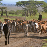 Photograph: In the field: Kenya