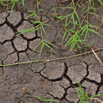 Photograph: Visit to Peris Owiti's climate-smart farm in Western Kenya.