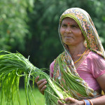 CCAFS is testing new survey tools to uncover how climate information impacts farmers' livelihoods. Photo: V. Reddy.