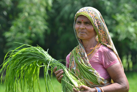CCAFS is testing new survey tools to uncover how climate information impacts farmers' livelihoods. Photo: V. Reddy.